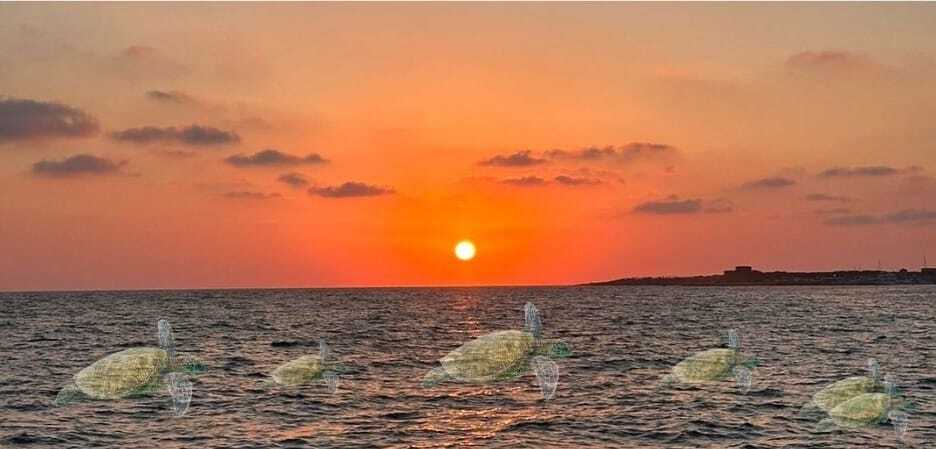2h Turtle Watching Sunset Cruise